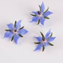 Blue Borage Flowers