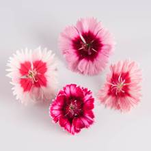 Mixed Frilled Dianthus