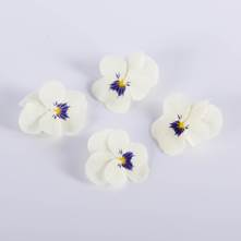 Blueberry Cream Viola