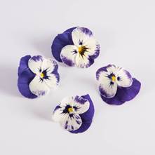 Blueberry Swirl Viola