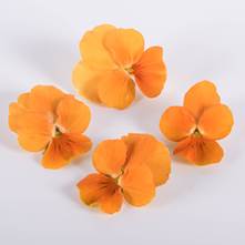 Orange Marmalade Viola