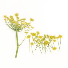 Fennel Blooms