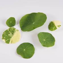 Mixed Nasturtium Leaves