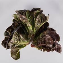 Mixed Red Romaine Lettuce