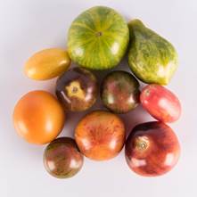 Mixed Toy Box Tomatoes