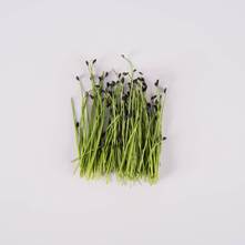 Traditional Green Chives