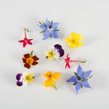 Mini Sorbet Princess Flowers