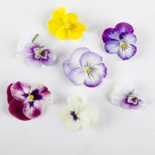 Mixed Viola Edible Flowers