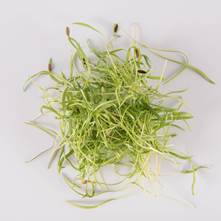 Traditional Fennel