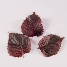 Red Shiso Leaves