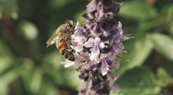 Sustain A Beehive, Earth Day Image