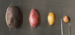 Molecular Gastronomy + US Potatoes Image