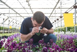 Beneficial Insects Patrol Greenhouse Plants for Pests Image