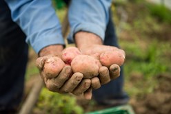 Harvesting potatoes: our new potatoes are flavored with excellence Image