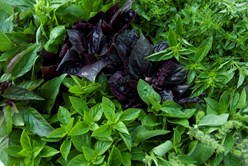Herbs 101: Basil Image