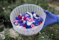 Miracle of Edible Flowers Image