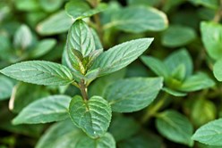 Seven Heavenly Fresh Herbs: History, Uses and More Image