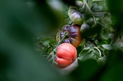 A Tantalizing Tomato Tour Image