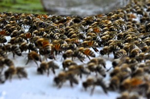 Why Are Bees Important? Thumbnail