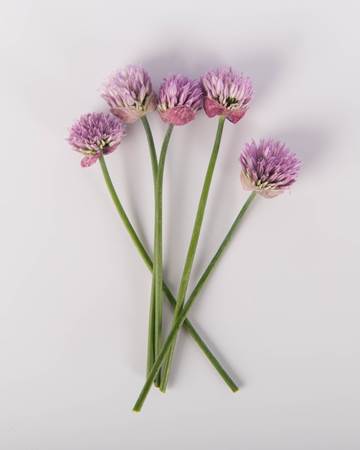 Chive Blooms