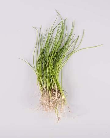 Micro Chives with Root