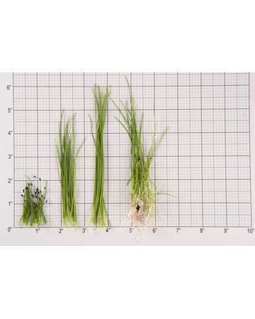 Chives Size Grid