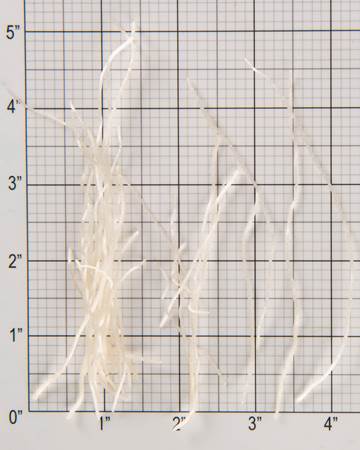Allium-Garlic-Root-Size-Grid