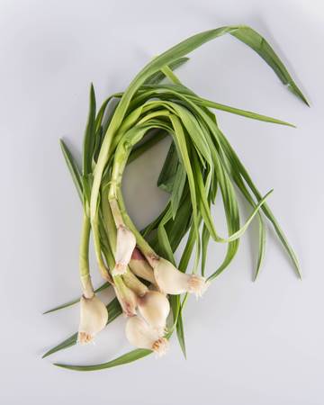 Allium-Garlic-Shoot-Isolated