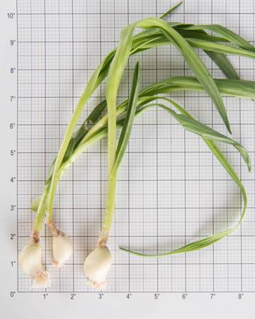 Allium-Garlic-Shoot-Size-Grid