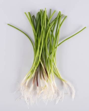 Allium-Onion-Mixed-Demi-Isolated