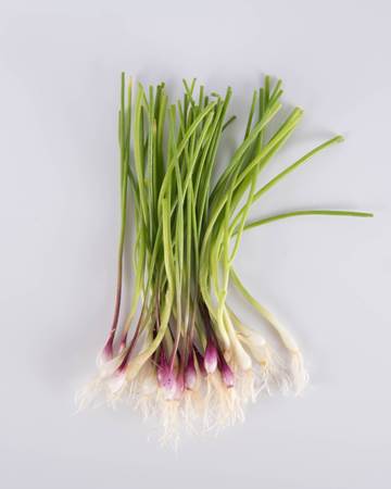 Allium-Onion-Mixed-Petite-Isolated