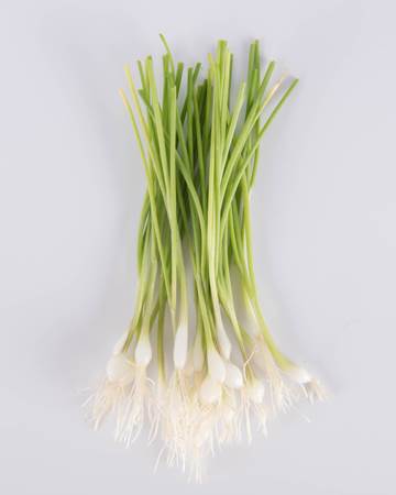 Allium-Onion-White-Coin-Petite-Isolated