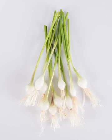 Allium-Onion-White-Coin-Ultra-Isolated