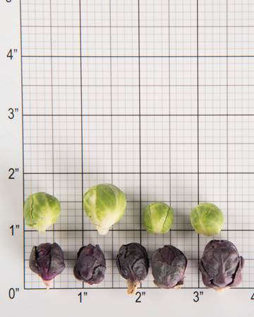 Cruciferous-Brussels Sprouts-Mixed Petite-Size Grid