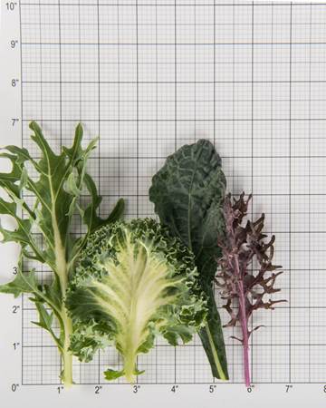 Cruciferous-Kale-Exotic-Summer-Size-Grid