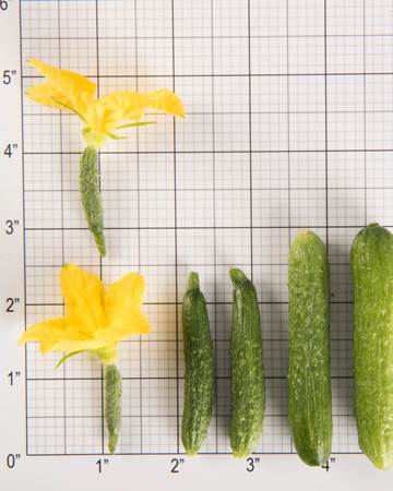 Cucumbers-Size Grid