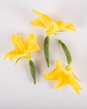 Cucumbers-Cuke with Bloom-Isolated