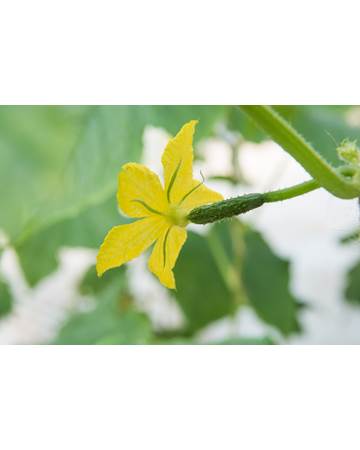 Cuke with Bloom on Plant