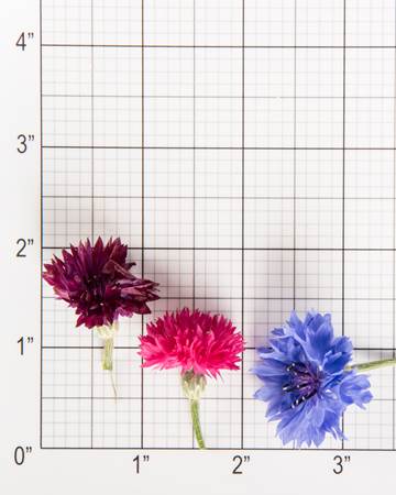 Edible Flower-Bachelor Buttons-Size Grid