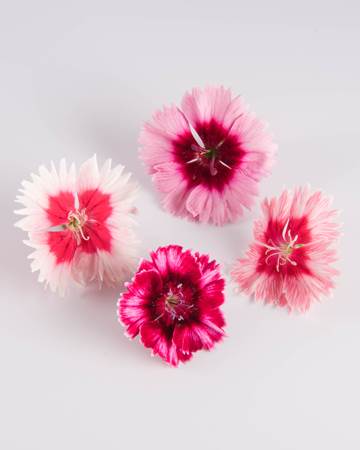 Edible Flower-Frilled Dianthus-Isolated