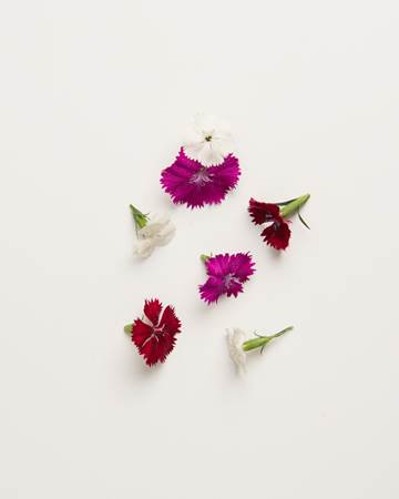 Flowers-Dianthus-Isolated