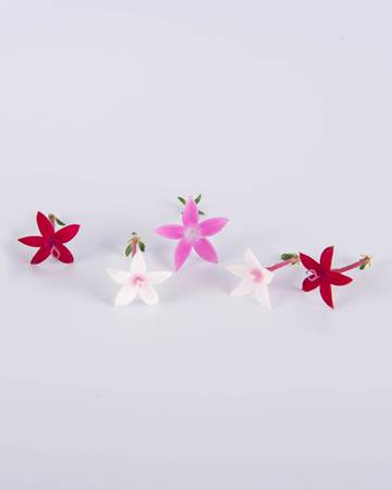 Mixed-egyptian-star-flower-isolated