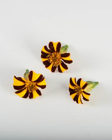 Edible Flowers-Marigold-French-Isolated