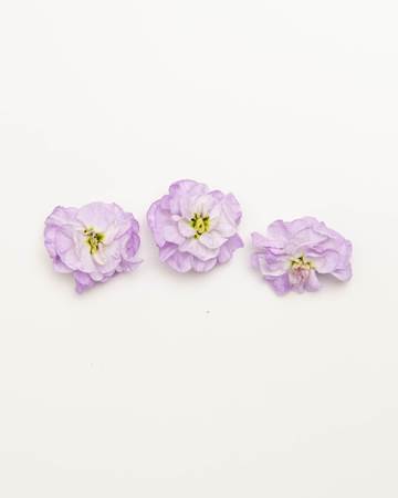 Edible-Flower-Mini-Floret-Lilac