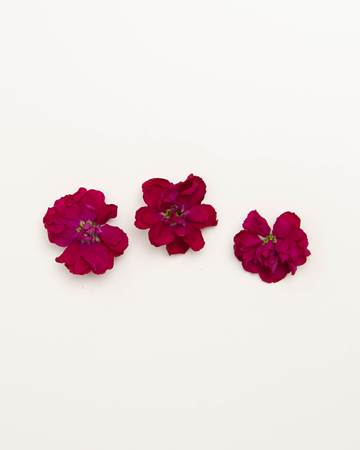 Edible-Flower-Mini-Floret-Ruby