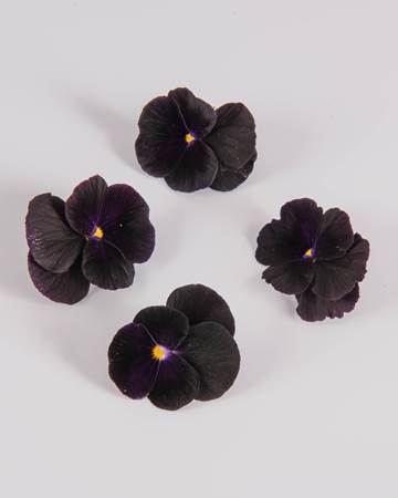 Edible Flower-Blackberry-Sorbet Viola-Isolated