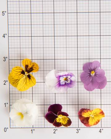 Edible-Flowers-Violas-Mix-Size Grid