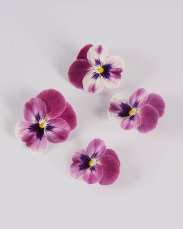 Edible-Flower-Viola-Red Raspberry Sorbet-Isolated