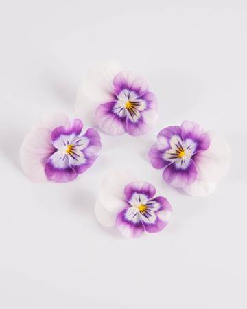 Edible-Flower-Viola-Red Raspberry Swirl-Isolated