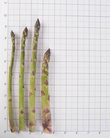 Asparagus-Green-Size-Grid